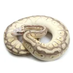 2021 Male Pastel Butter Desert Ghost Microscale Het Clown Ball Python