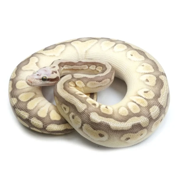2021 Male Pastel Butter Desert Ghost Microscale Het Clown Ball Python