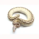 2021 Male Pastel Butter Desert Ghost Microscale Het Clown Ball Python