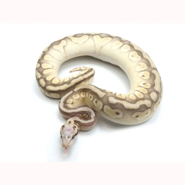 2021 Male Pastel Butter Desert Ghost Microscale Het Clown Ball Python