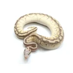 2021 Male Pastel Butter Desert Ghost Microscale Het Clown Ball Python - Image 4