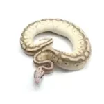 2021 Male Pastel Butter Desert Ghost Microscale Het Clown Ball Python - Image 5