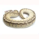 2021 Male Pastel Butter Desert Ghost Microscale Het Clown Ball Python - Image 4
