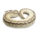 2021 Male Pastel Butter Desert Ghost Microscale Het Clown Ball Python - Image 4