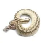 2021 Male Pastel Butter Desert Ghost Microscale Het Clown Ball Python - Image 3