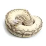 2021 Male Pastel Butter Desert Ghost Microscale Het Clown Ball Python - Image 2