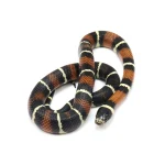 2022 Male "King Duran" Gray-banded California King Snake X Honduran Milk Snake - Image 2