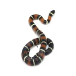 2022 Male "King Duran" Gray-banded California King Snake X Honduran Milk Snake - Image 6