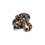 2022 Male "King Duran" Gray-banded California King Snake X Honduran Milk Snake - Image 5