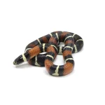 2022 Male "King Duran" Gray-banded California King Snake X Honduran Milk Snake - Image 4