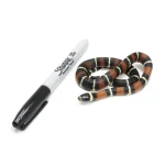 2022 Male "King Duran" Gray-banded California King Snake X Honduran Milk Snake - Image 3