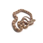 2023 Yellow Rat Snake Hybrid - Representative Photos