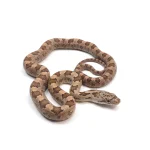 2023 Yellow Rat Snake Hybrid - Representative Photos - Image 2