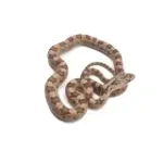 2023 Yellow Rat Snake Hybrid - Representative Photos - Image 2