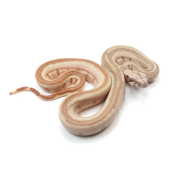 2023 Female Hypo Jungle Labyrinth 66% Het Kahl Albino 50% Het Anerythristic Boa Constrictor.