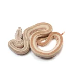 2023 Female Hypo Jungle Labyrinth 66% Het Kahl Albino 50% Het Anerythristic Boa Constrictor. - Image 2