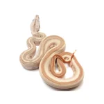 2023 Female Hypo Jungle Labyrinth 66% Het Kahl Albino 50% Het Anerythristic Boa Constrictor. - Image 4