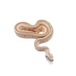 2023 Female Hypo Jungle Labyrinth 66% Het Kahl Albino 50% Het Anerythristic Boa Constrictor. - Image 3