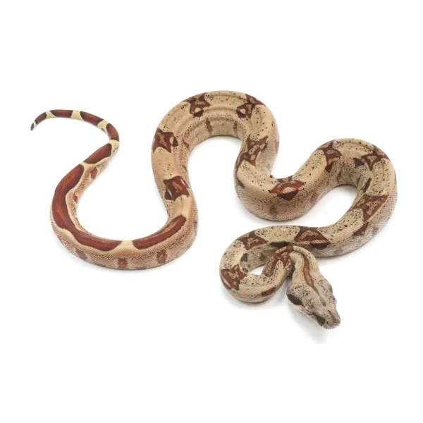 2023 Female Hypo Jungle Possible Het VPI Albino Boa Constrictor.