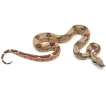 2023 Female Hypo Jungle Possible Het VPI Albino Boa Constrictor. - Image 2