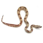 2023 Female Hypo Jungle Possible Het VPI Albino Boa Constrictor. - Image 3