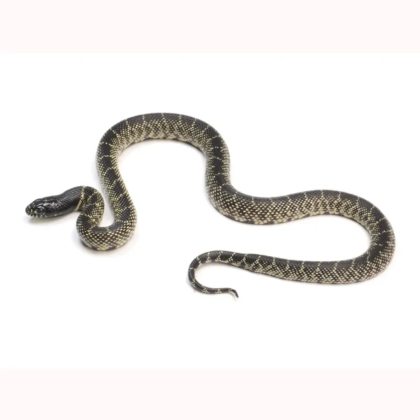 2023 Female Mexican Black X King Duran King Snake