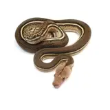 2023 Male Tiger Anthrax Reticulated Python