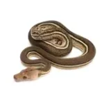 2023 Male Tiger Anthrax Reticulated Python - Image 2