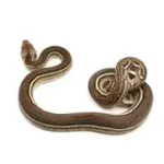 2023 Male Tiger Anthrax Reticulated Python - Image 3