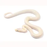 2023 Leucistic Columbian Rainbow Boa
