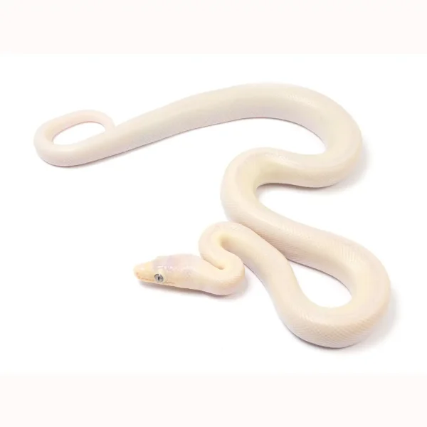 2023 Leucistic Columbian Rainbow Boa
