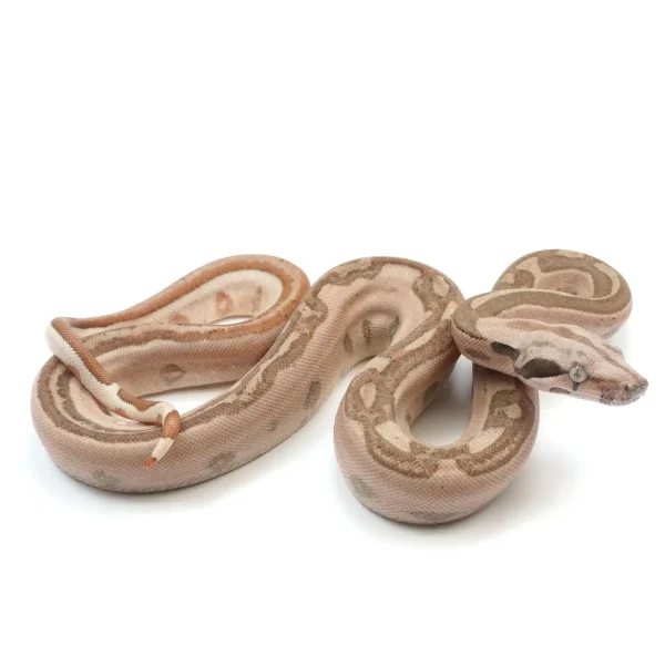 2023 Male Jungle Labyrinth 66% Het Kahl Albino 50% Het Anerythristic Boa Constrictor.