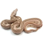 2023 Male Jungle Labyrinth 66% Het Kahl Albino 50% Het Anerythristic Boa Constrictor. - Image 3