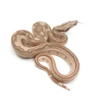 2023 Male Jungle Labyrinth 66% Het Kahl Albino 50% Het Anerythristic Boa Constrictor. - Image 2