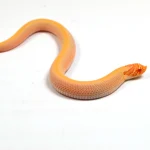 2024 Female Albino Super Conda Het Snow Western Hognose (Heterodon nasicus) 3