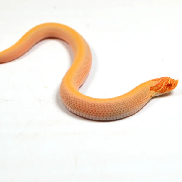 2024 Female Albino Super Conda Het Snow Western Hognose (Heterodon nasicus) 3