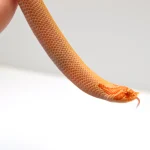 2024 Female Albino Super Conda Het Snow Western Hognose (Heterodon nasicus) - Image 3