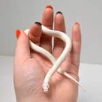2024 Unsexed High White Albino California King Snake