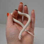 2024 Unsexed High White Albino California King Snake - Image 4