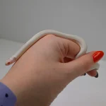 2024 Unsexed High White Albino California King Snake - Image 3