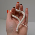 2024 Unsexed High White Albino California King Snake - Image 2