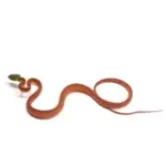 2025 Unsexed CBB Boiga cyanea (Green-Eyed Cat Snake) - Image 3