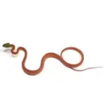 2025 Unsexed CBB Boiga cyanea (Green-Eyed Cat Snake) - Image 4