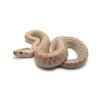 2025 Female Hypo Granite het. Albino Burmese Python