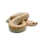 2025 Female Hypo Granite het. Albino Burmese Python - Image 2