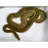 Female Tiger Anthrax Reticulated Python - Hold Back - SALE!