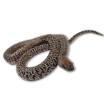 2023 Male Granite Mex Mex King Snake - San Luis Potosi (Lampropeltis mexicana)