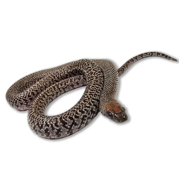 2023 Male Granite Mex Mex King Snake - San Luis Potosi (Lampropeltis mexicana)