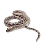 2023 Male Granite Mex Mex King Snake - San Luis Potosi (Lampropeltis mexicana) - Image 2