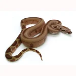 Male Jungle Labyrinth 66% Possible het. Albino 50% Possible het. Anerytheristic Boa Constrictor - Image 3